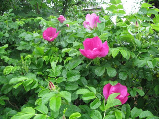 Róża Parkowa