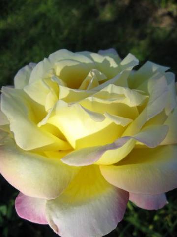 Róża wielkokwiatowa 'Gloria Dei'