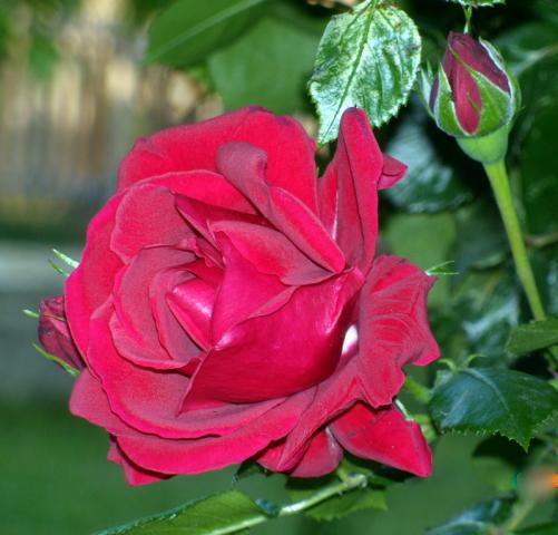 Roza z mojego ogrodu