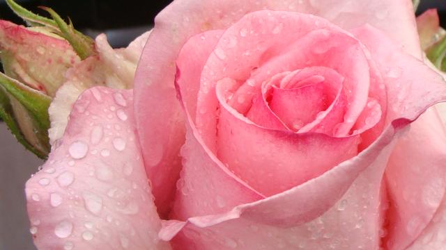 Róże. Eleganckie, czarujące, romantyczne.....