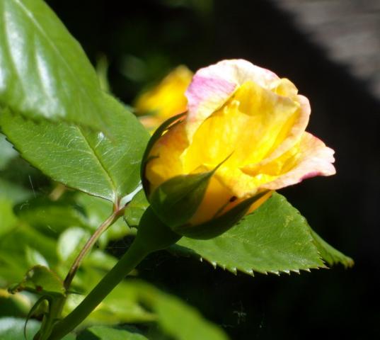 tez z ogrodu-roza