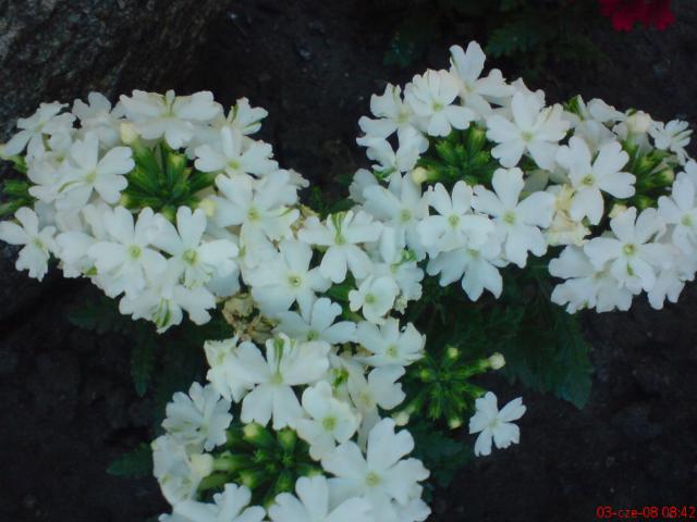 werbena biała kwiaty