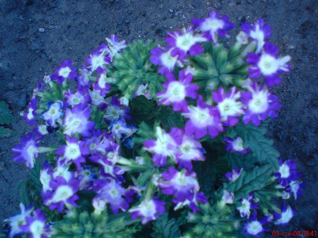 werbena niebieska kwiaty