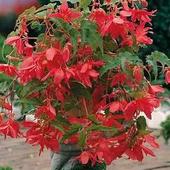 Begonia czerwona