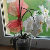 Orchidea, Storczyk
