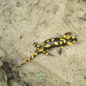 piękna salamandra na spacerze