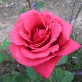 Róża rabatowa