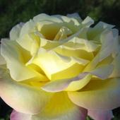 Róża wielkokwiatowa 'Gloria Dei'