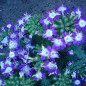werbena niebieska kwiaty