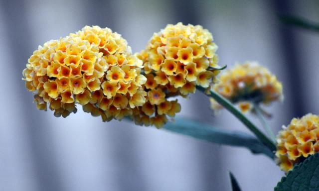 Budleja-kwiat motyli