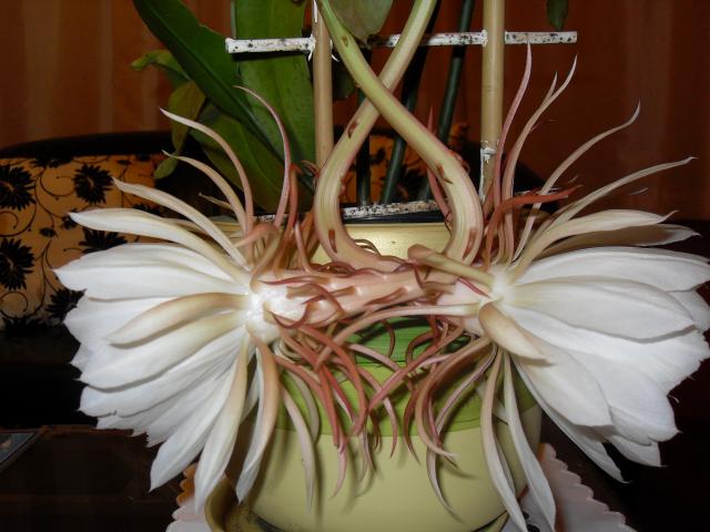 Epiphyllum - Kwiat jednej nocy