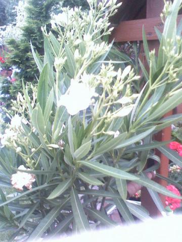 mój oleander biały