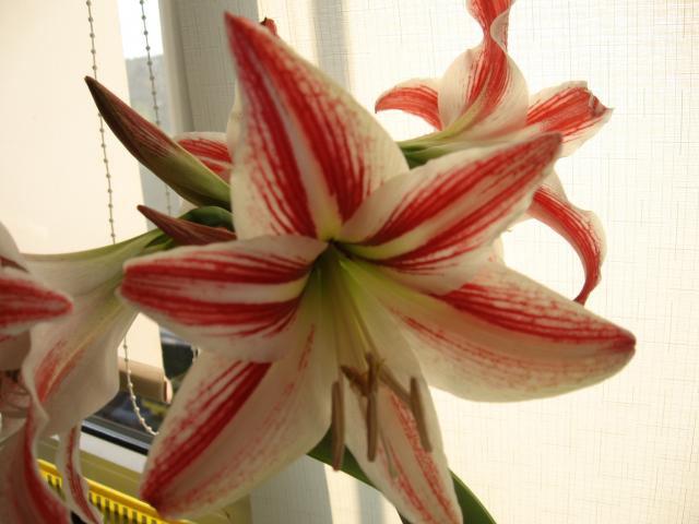 kwiat doniczkowy-amarylis