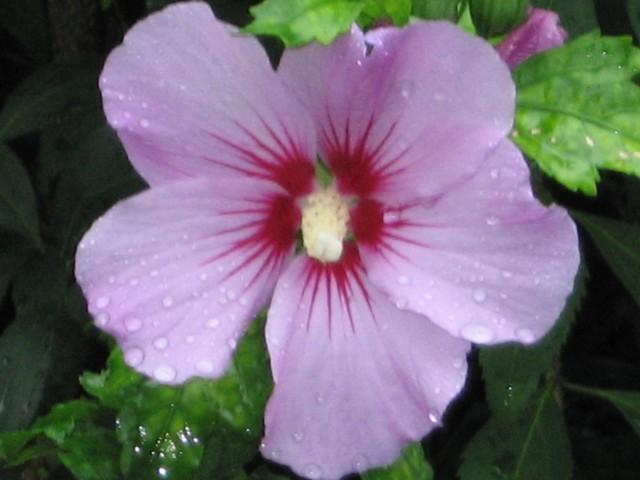 Kwiat hibiskusa w porannym deszczu