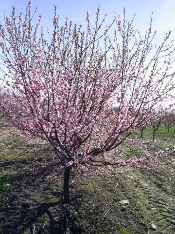 kwitnące drzewo brzoswiniowe