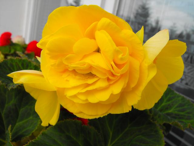 Najwyższy kwiat Żółtej