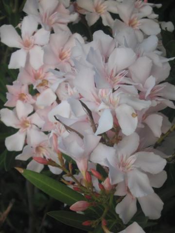 Oleander łososiowy