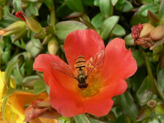 Portulaka z pszczółką