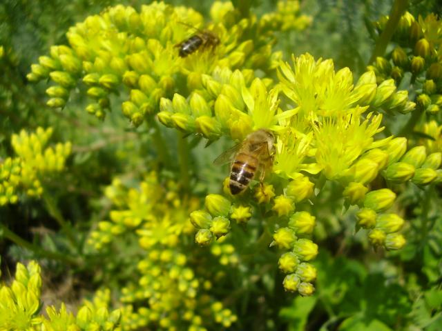 Pszczoły w ogrodzie