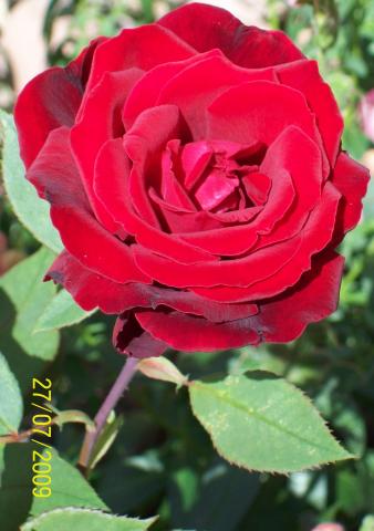 Róża Czarna Dama