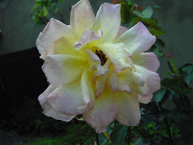 Róża więdnąca