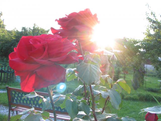 Róże w promieniach słońca