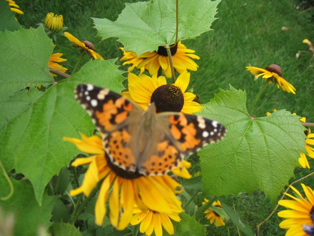 Słoneczne kwiaty i piękne motyle