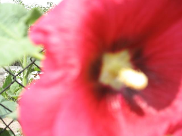 staropolski kwiat-malwa