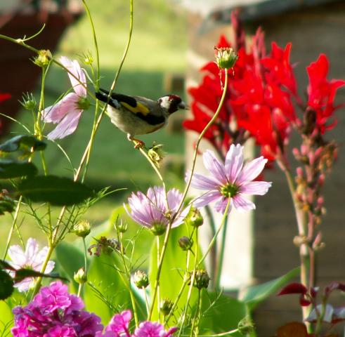 Ptaki w moim ogrodzie