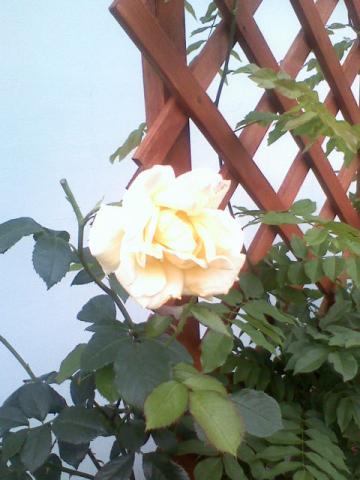 żółta róża, bardzo delikatna