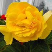 Najwyższy kwiat Żółtej
