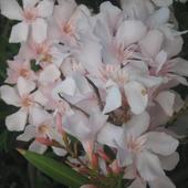 Oleander łososiowy