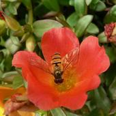 Portulaka z pszczółką