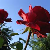 Róża pienna 'Josephine Bruce'