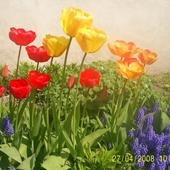 tulipany i szafirki