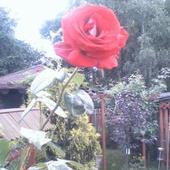 róża palikowa