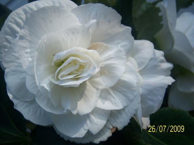 Begonia bulwiasta biała
