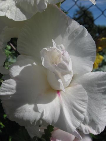 kwiat mieczyka białego