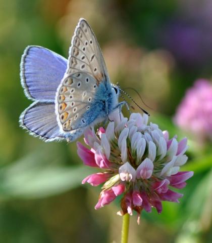 Kwiaty i motyle-Modraszek