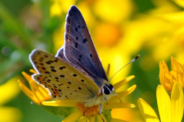 Kwiaty i motyle-Uroczek