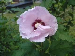 mój różowy hibiskus ogrodowy