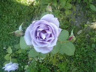 niebieska róża:)