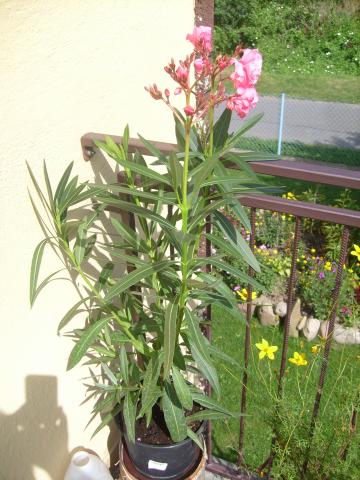 oleander mój nowy okaz