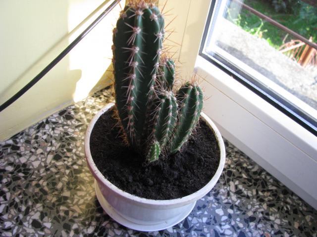 rodzinka kaktusów