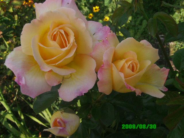 Róża, królowa mojego ogródka:)