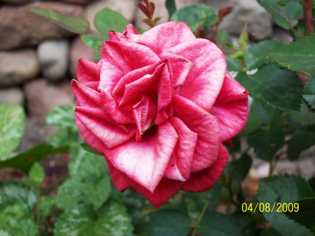 róża miniaturowa