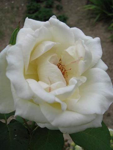 Róza rabatowa