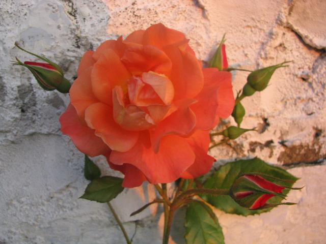 Róża15
