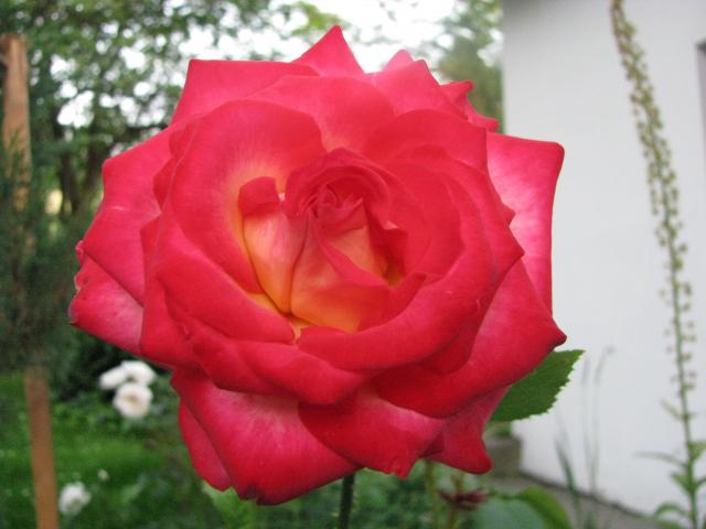 Róża16