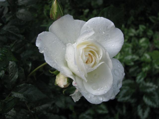 Róża5
